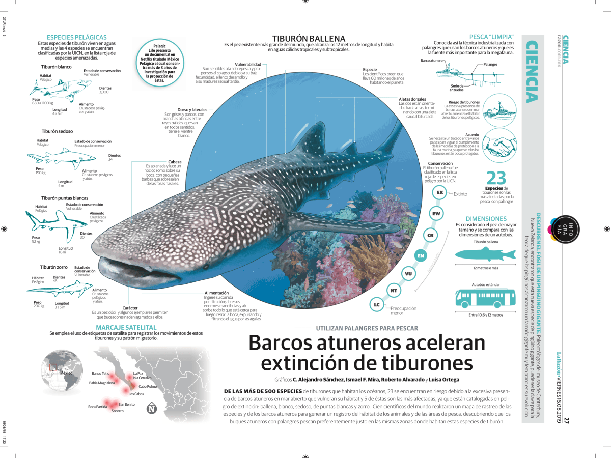 Infografía: Barcos atuneros aceleran la extinción de tiburones