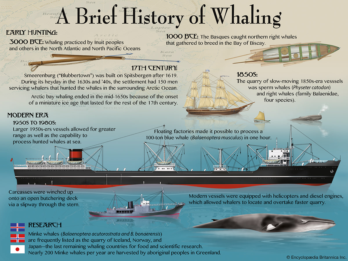 Infografía: A Brief History of Whaling